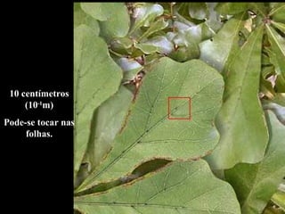 10 centímetros (10 -1 m) Pode-se tocar nas folhas. 