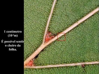 1 centímetro (10 -2 m) É possível sentir o cheiro da folha. 