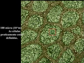 100 micra (10 -4 m)  As células praticamente estão definidas. 
