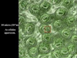 10 micra (10 -5 m)  As células aparecem.  