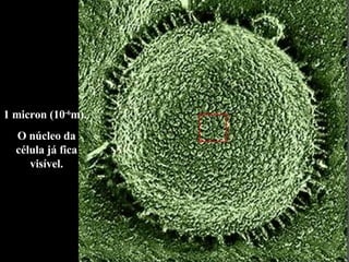 1 micron (10 -6 m).  O núcleo da célula já fica visível. 