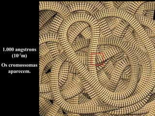 1.000 angstrons (10 -7 m) Os cromossomas aparecem. 