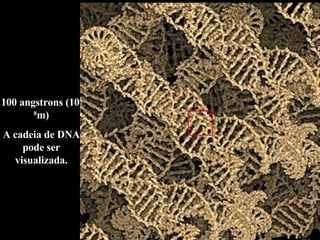 100 angstrons (10 -8 m) A cadeia de DNA pode ser visualizada. 