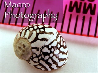 Macro Photography