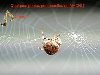 Quelques photos personnelles en MACRO Dream  