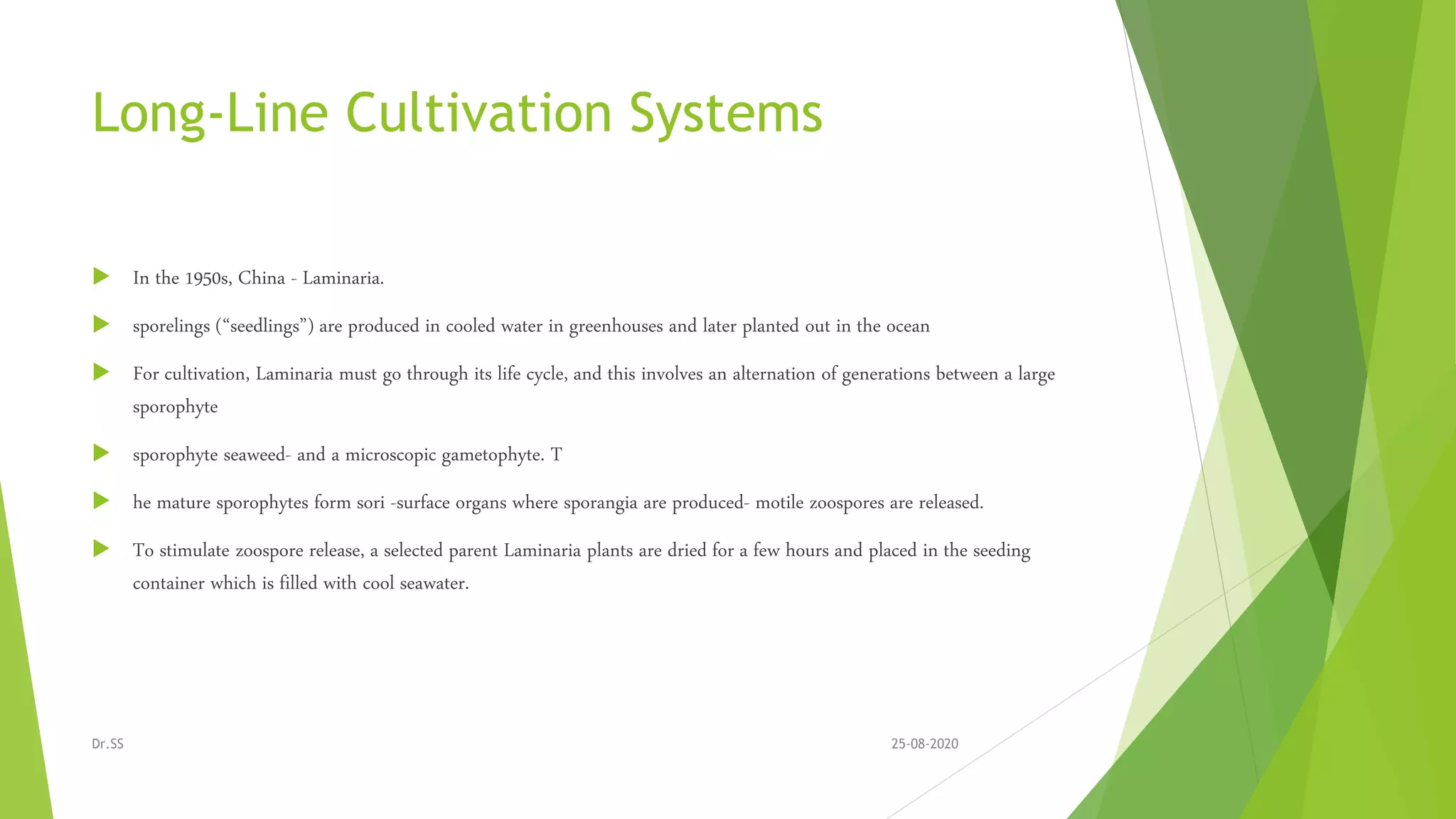 Long-Line Cultivation Systems
 In the 1950s, China - Laminaria.
 sporelings (“seedlings”) are produced in cooled water in greenhouses and later planted out in the ocean
 For cultivation, Laminaria must go through its life cycle, and this involves an alternation of generations between a large
sporophyte
 sporophyte seaweed- and a microscopic gametophyte. T
 he mature sporophytes form sori -surface organs where sporangia are produced- motile zoospores are released.
 To stimulate zoospore release, a selected parent Laminaria plants are dried for a few hours and placed in the seeding
container which is filled with cool seawater.
25-08-2020Dr.SS
 