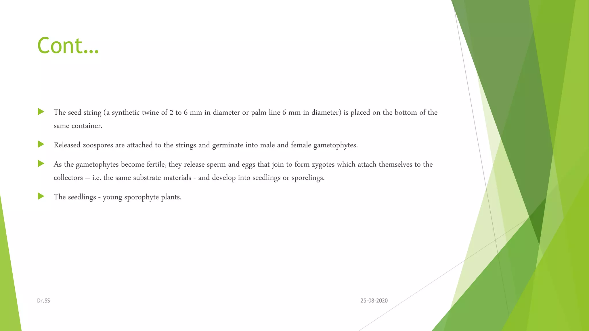 Cont…
 The seed string (a synthetic twine of 2 to 6 mm in diameter or palm line 6 mm in diameter) is placed on the bottom of the
same container.
 Released zoospores are attached to the strings and germinate into male and female gametophytes.
 As the gametophytes become fertile, they release sperm and eggs that join to form zygotes which attach themselves to the
collectors – i.e. the same substrate materials - and develop into seedlings or sporelings.
 The seedlings - young sporophyte plants.
25-08-2020Dr.SS
 