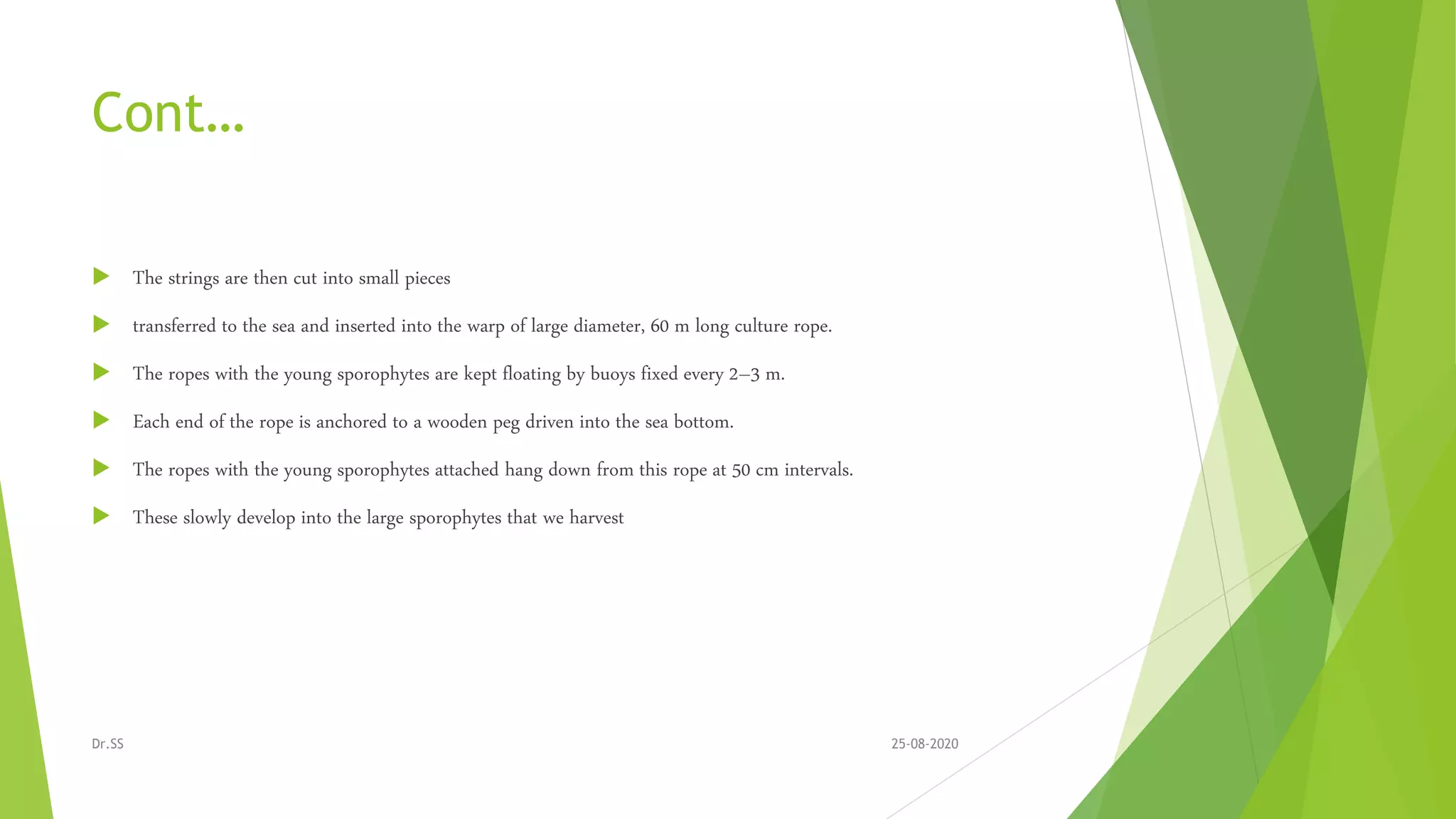 Cont…
 The strings are then cut into small pieces
 transferred to the sea and inserted into the warp of large diameter, 60 m long culture rope.
 The ropes with the young sporophytes are kept floating by buoys fixed every 2–3 m.
 Each end of the rope is anchored to a wooden peg driven into the sea bottom.
 The ropes with the young sporophytes attached hang down from this rope at 50 cm intervals.
 These slowly develop into the large sporophytes that we harvest
25-08-2020Dr.SS
 