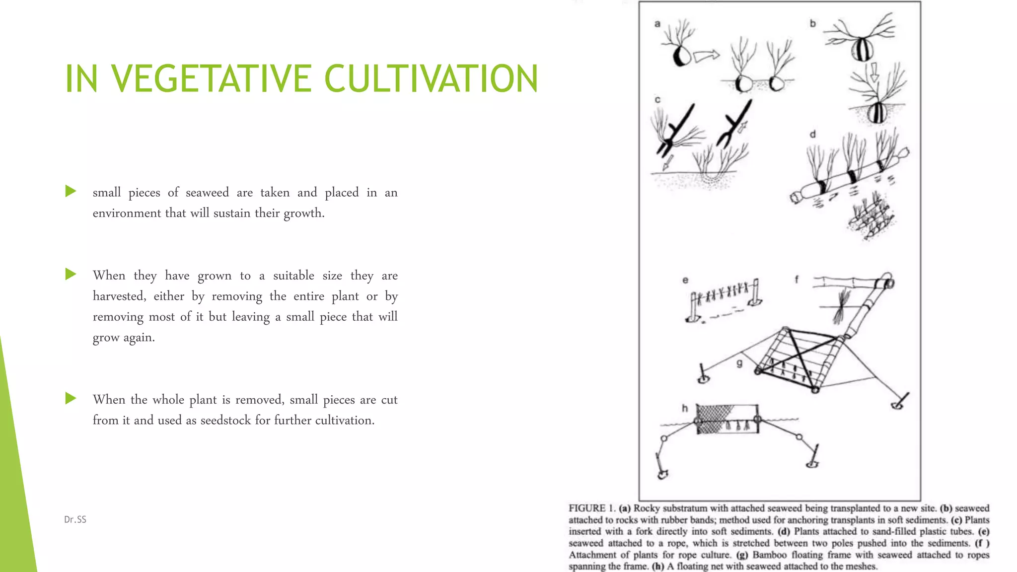 IN VEGETATIVE CULTIVATION
 small pieces of seaweed are taken and placed in an
environment that will sustain their growth.
 When they have grown to a suitable size they are
harvested, either by removing the entire plant or by
removing most of it but leaving a small piece that will
grow again.
 When the whole plant is removed, small pieces are cut
from it and used as seedstock for further cultivation.
25-08-2020Dr.SS
 