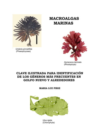 MACROALGAS
                                MARINAS




Undaria pinnatifida
(Phaeophyceae)




                                        Hymenena laciniata
                                        (Rhodophyta)



CLAVE ILUSTRADA PARA IDENTIFICACIÓN
DE LOS GÉNEROS MÁS FRECUENTES EN
   GOLFO NUEVO Y ALREDEDORES

                      MARIA LUZ PIRIZ




                        Ulva rigida
                        (Chlorophyta)
 