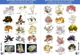 Macroalgae Labeles Guia de Macroalgas Marinhas da Bahia para identificação | PDF