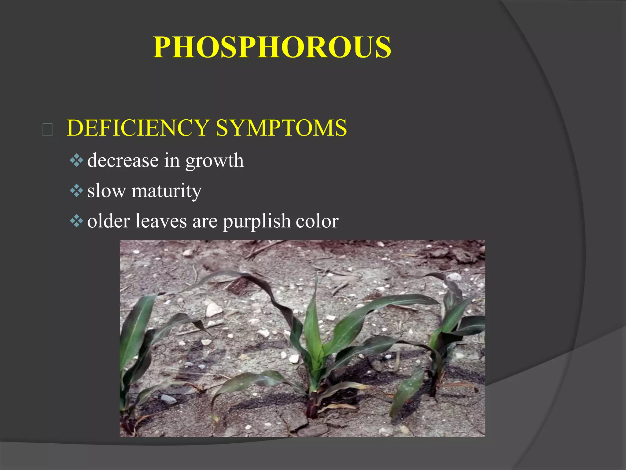 Macro and micro nutrients in soil