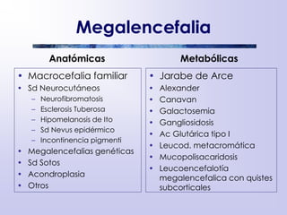 Megalencefalia
Anatómicas
• Macrocefalia familiar
• Sd Neurocutáneos
– Neurofibromatosis
– Esclerosis Tuberosa
– Hipomelanosis de Ito
– Sd Nevus epidérmico
– Incontinencia pigmenti
• Megalencefalias genéticas
• Sd Sotos
• Acondroplasia
• Otros
Metabólicas
• Jarabe de Arce
• Alexander
• Canavan
• Galactosemia
• Gangliosidosis
• Ac Glutárica tipo I
• Leucod. metacromática
• Mucopolisacaridosis
• Leucoencefalotía
megalencefalica con quistes
subcorticales
 