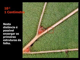 Nesta distância é possível enxergar as primeiras estruturas da folha. 10 -2 1 Centímetro 