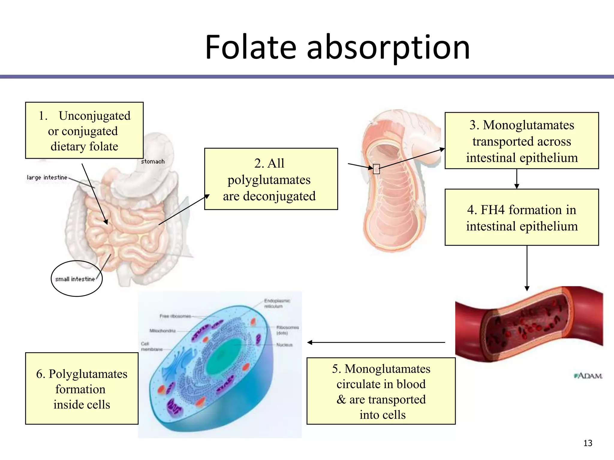 Macrocytic anaemia | PPTX