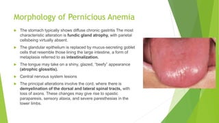 Morphology of Pernicious Anemia
 The stomach typically shows diffuse chronic gastritis The most
characteristic alteration is fundic gland atrophy, with parietal
cellsbeing virtually absent.
 The glandular epithelium is replaced by mucus-secreting goblet
cells that resemble those lining the large intestine, a form of
metaplasia referred to as intestinalization.
 The tongue may take on a shiny, glazed, “beefy” appearance
(atrophic glossitis).
 Central nervous system lesions
 The principal alterations involve the cord, where there is
demyelination of the dorsal and lateral spinal tracts, with
loss of axons. These changes may give rise to spastic
paraparesis, sensory ataxia, and severe paresthesias in the
lower limbs.
 
