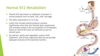Normal B12 Metabolism
 Vitamin B12 also known as cobalamin is present in
animal products such as meat, fish, milk, and eggs.
 The daily requirement is 2 to 3 μg.
 A diet that includes animal products contains
significantly more than the minimal daily requirement
and normally results in the accumulation of intrahepatic
stores of vitamin B12 that are sufficient to last for
several years.
 By contrast, plants and vegetables contain little
cobalamin, and strictly vegetarian diets do not provide
adequate amounts of this essential nutrient.
 