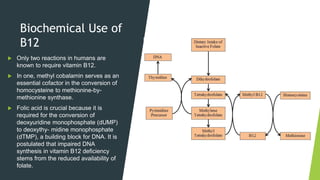 Biochemical Use of
B12
 Only two reactions in humans are
known to require vitamin B12.
 In one, methyl cobalamin serves as an
essential cofactor in the conversion of
homocysteine to methionine-by-
methionine synthase.
 Folic acid is crucial because it is
required for the conversion of
deoxyuridine monophosphate (dUMP)
to deoxythy- midine monophosphate
(dTMP), a building block for DNA. It is
postulated that impaired DNA
synthesis in vitamin B12 deficiency
stems from the reduced availability of
folate.
 