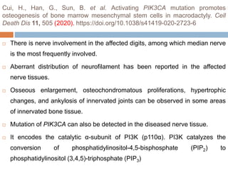 Cui, H., Han, G., Sun, B. et al. Activating PIK3CA mutation promotes
osteogenesis of bone marrow mesenchymal stem cells in macrodactyly. Cell
Death Dis 11, 505 (2020). https://doi.org/10.1038/s41419-020-2723-6
 There is nerve involvement in the affected digits, among which median nerve
is the most frequently involved.
 Aberrant distribution of neurofilament has been reported in the affected
nerve tissues.
 Osseous enlargement, osteochondromatous proliferations, hypertrophic
changes, and ankylosis of innervated joints can be observed in some areas
of innervated bone tissue.
 Mutation of PIK3CA can also be detected in the diseased nerve tissue.
 It encodes the catalytic α-subunit of PI3K (p110α). PI3K catalyzes the
conversion of phosphatidylinositol-4,5-bisphosphate (PIP2) to
phosphatidylinositol (3,4,5)-triphosphate (PIP3)
 