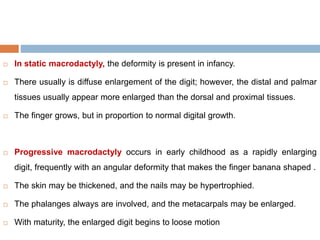  In static macrodactyly, the deformity is present in infancy.
 There usually is diffuse enlargement of the digit; however, the distal and palmar
tissues usually appear more enlarged than the dorsal and proximal tissues.
 The finger grows, but in proportion to normal digital growth.
 Progressive macrodactyly occurs in early childhood as a rapidly enlarging
digit, frequently with an angular deformity that makes the finger banana shaped .
 The skin may be thickened, and the nails may be hypertrophied.
 The phalanges always are involved, and the metacarpals may be enlarged.
 With maturity, the enlarged digit begins to loose motion
 