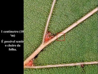 1 centímetro (10-
2
m)
É possível sentir
o cheiro da
folha.
 
