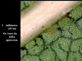 1 milímetro
(10-3
m)
Os vasos da
folha
aparecem.
 