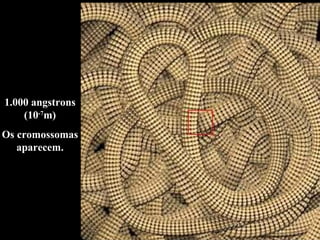 1.000 angstrons
(10-7
m)
Os cromossomas
aparecem.
 