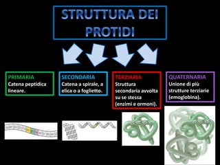 PRIMARIA
Catena peptidica
lineare.
SECONDARIA
Catena a spirale, a
elica o a foglietto.
TERZIARIA
Struttura
secondaria avvolta
su se stessa
(enzimi e ormoni).
QUATERNARIA
Unione di più
strutture terziarie
(emoglobina).
 