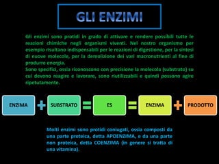 Gli enzimi sono protidi in grado di attivare e rendere possibili tutte le
reazioni chimiche negli organismi viventi. Nel nostro organismo per
esempio risultano indispensabili per le reazioni di digestione, per la sintesi
di nuove molecole, per la demolizione dei vari macronutrienti al fine di
produrre energia.
Sono specifici, ossia riconoscono con precisione la molecola (substrato) su
cui devono reagire e lavorare, sono riutilizzabili e quindi possono agire
ripetutamente.
Molti enzimi sono protidi coniugati, ossia composti da
una parte proteica, detta APOENZIMA, e da una parte
non proteica, detta COENZIMA (in genere si tratta di
una vitamina).
ENZIMA SUBSTRATO ES ENZIMA PRODOTTO
 
