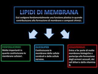 Essi svolgono fondamentalmente una funzione plastica in quando
contribuiscono alla formazione di membrane e composti chimici.
FOSFOGLICERIDI
Molto importanti in
quanto costituiscono le
membrane cellulari.
GLICOLIPIDI
Costituiscono le
membrane delle cellule
cerebrali e delle cellule
nervose.
COLESTEROLO
Entra a far parte di molte
membrane biologiche e
partecipa alla formazione
degli ormoni sessuali, dei
sali biliari e della vitamina
D.
 