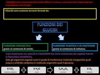 I GLUCIDI sono macronutrienti molto diffusi in natura, estremamente importanti per
la produzione di energia.
FUNZIONE ENERGETICA
grazie al contenuto di amido.
FUNZIONE PLASTICA E DI SOSTEGNO
grazie al contenuto di cellulosa.
Il più importante tra i glucidi è il GLUCOSIO che viene sintetizzato dai vegetali tramite
la fotosintesi clorofilliana.
Solo gli organismi vegetali sono in grado di trasformare molecole inorganiche quali
acqua e anidride carbonica in molecole organiche quali il glucosio.
6 CO2
ANIDRIDE CARBONICA
6 H2O
ACQUA
C6H12O6
GLUCOSIO
6 O2
OSSIGENO
I Glucidi sono sostanze ternarie formati da:
 