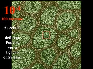 As células se definem. Pode-se ver a ligação entre elas. 10 -4 100 mícrons 