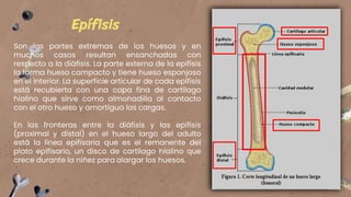 Macroestructura del Hueso.pptx
