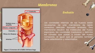Macroestructura del Hueso.pptx