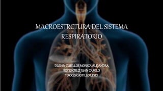 MACROESTRCTURA DEL SISTEMA
RESPIRATORIO
DURANCUBILLOS MONICAALEJANDRA
REYES CRUZJUANCAMILO
TORRESCASTILLOLEYDI
 