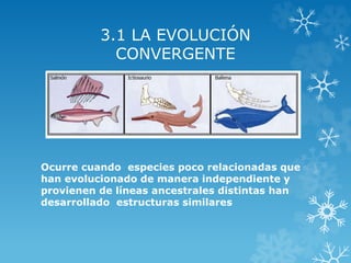 3.1 LA EVOLUCIÓN
CONVERGENTE
Ocurre cuando especies poco relacionadas que
han evolucionado de manera independiente y
provienen de líneas ancestrales distintas han
desarrollado estructuras similares
 