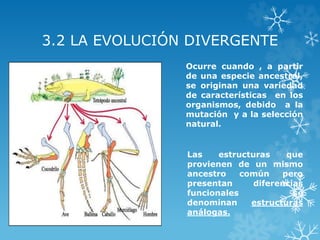 3.2 LA EVOLUCIÓN DIVERGENTE
Ocurre cuando , a partir
de una especie ancestral,
se originan una variedad
de características en los
organismos, debido a la
mutación y a la selección
natural.
Las estructuras que
provienen de un mismo
ancestro común pero
presentan diferencias
funcionales se
denominan estructuras
análogas.
 