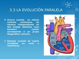 3.3 LA EVOLUCIÓN PARALELA
 Ocurre cuando un mismo
carácter evoluciona de
manera independiente en
dos linajes distintos cuyo
ancestro común
corresponde a un grupo
filogenético cercano.
 Ejemplo corazón de cuatro
cavidades en aves y
mamíferos.
 