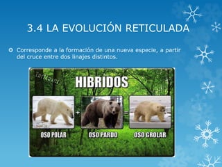 3.4 LA EVOLUCIÓN RETICULADA
 Corresponde a la formación de una nueva especie, a partir
del cruce entre dos linajes distintos.
 