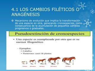 4.1 LOS CAMBIOS FILÉTICOS O
ANAGÉNESIS
 Mecanismo de evolución que implica la transformación
de una especie en otra, generando cronoespecies, como
consecuencia de la acumulación de pequeños cambios
progresivos o graduales.
 