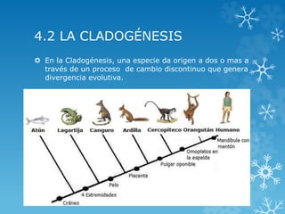 4.2 LA CLADOGÉNESIS
 En la Cladogénesis, una especie da origen a dos o mas a
través de un proceso de cambio discontinuo que genera
divergencia evolutiva.
 