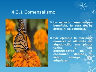 4.3.1 Comensalismo
 La especie comensal se
beneficia, la otra no se
afecta ni se beneficia.
 Por ejemplo la mariposa
monarca se alimenta del
algodoncillo, una planta
toxica, y sus
depredadores no la
consumen debido al
sabor amargo que
adquieren.
 