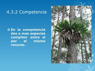 4.3.2 Competencia
 En la competencia
dos o mas especies
compiten entre si
por el mismo
recurso.
 