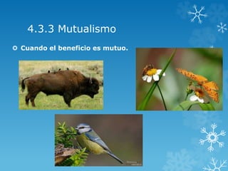 4.3.3 Mutualismo
 Cuando el beneficio es mutuo.
 