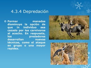 4.3.4 Depredación
 Formar manadas
disminuye la opción de
que in individuo sea
cazado por los carnívoros
al acecho. En respuesta,
los predadores
desarrollan nuevas
técnicas, como el ataque
en grupo o una mayor
rapidez.
 