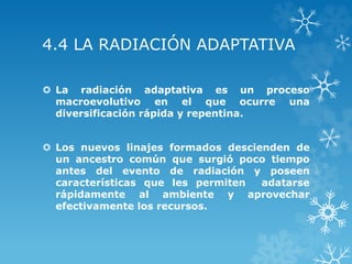 4.4 LA RADIACIÓN ADAPTATIVA
 La radiación adaptativa es un proceso
macroevolutivo en el que ocurre una
diversificación rápida y repentina.
 Los nuevos linajes formados descienden de
un ancestro común que surgió poco tiempo
antes del evento de radiación y poseen
características que les permiten adatarse
rápidamente al ambiente y aprovechar
efectivamente los recursos.
 