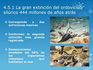 4.5.1 La gran extinción del ordovícico-
silúrico 444 millones de años atrás
 Corresponde a dos
extinciones masivas
 Conforman la segunda
extinción mas grande
registrada
 Desaparecieron
alrededor del 50% de
los organismos
complejos que
habitaban el mar
 
