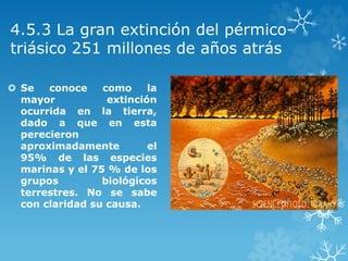 4.5.3 La gran extinción del pérmico-
triásico 251 millones de años atrás
 Se conoce como la
mayor extinción
ocurrida en la tierra,
dado a que en esta
perecieron
aproximadamente el
95% de las especies
marinas y el 75 % de los
grupos biológicos
terrestres. No se sabe
con claridad su causa.
 