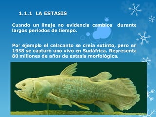 1.1.1 LA ESTASIS
Cuando un linaje no evidencia cambios durante
largos periodos de tiempo.
Por ejemplo el celacanto se creía extinto, pero en
1938 se capturó uno vivo en Sudáfrica. Representa
80 millones de años de estasis morfológica.
 