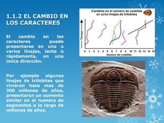 1.1.2 EL CAMBIO EN
LOS CARACTERES
El cambio en los
caracteres puede
presentarse en uno o
varios linajes, lenta o
rápidamente, en una
única dirección.
Por ejemplo algunos
linajes de trilobites que
vivieron hace mas de
300 millones de años,
presentaron un aumento
similar en el numero de
segmentos a lo largo de
millones de años.
 